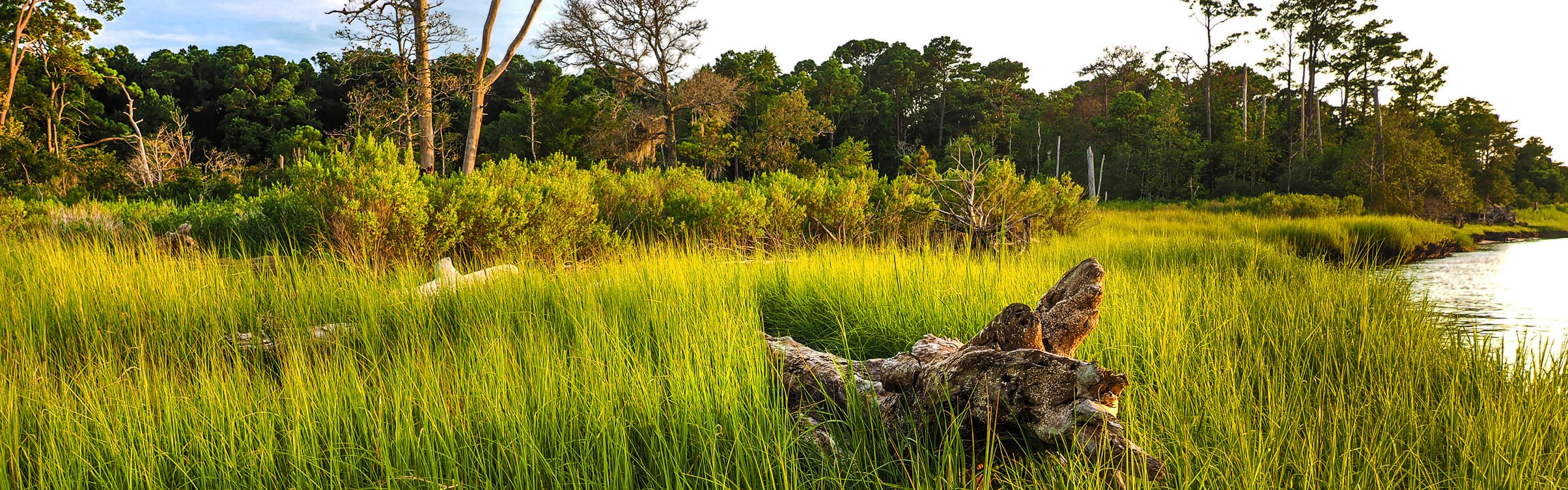 Carolina Beach State Park Trails and Marshes