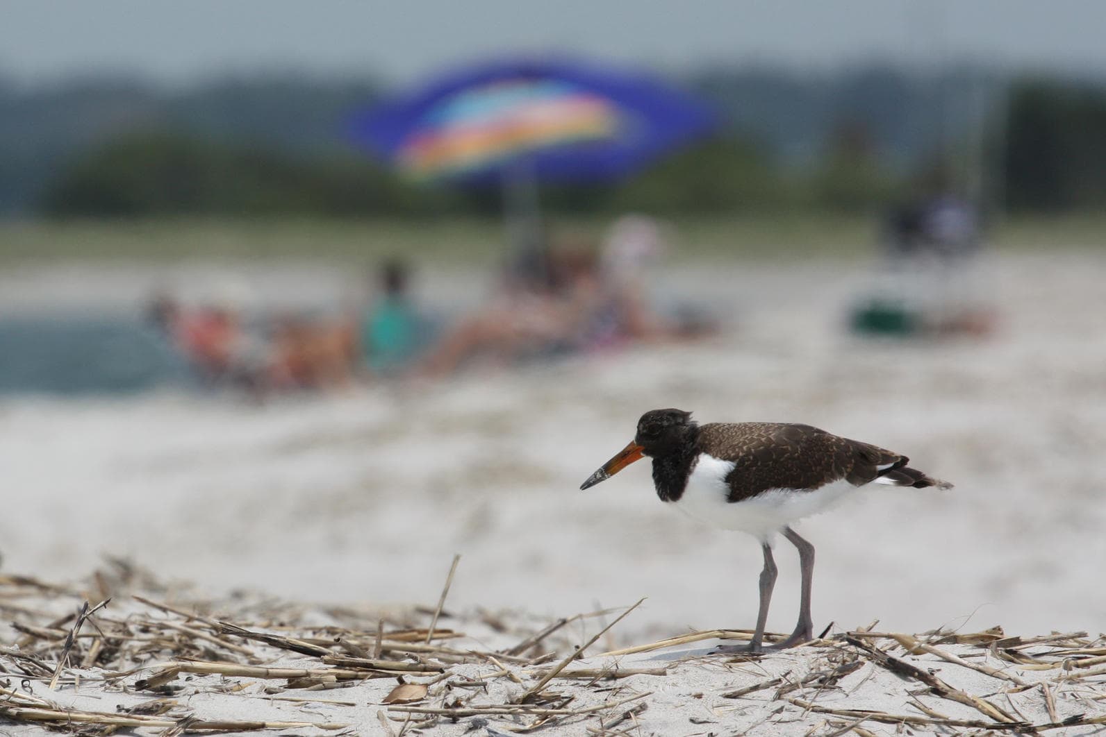 Enjoy all the activities of Freeman Park like Birdwatching