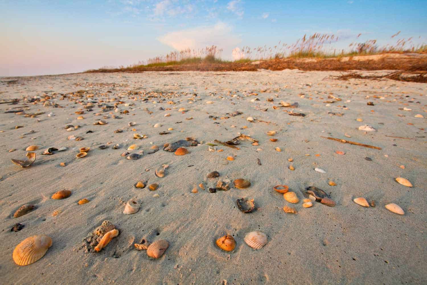 The best seashells in southeastern Carolina Beach North Carolina