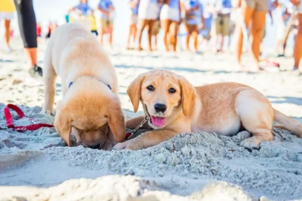 Are dogs allowed in carolina beach? heres where the top pet-friendly beaches are in North Carolina
