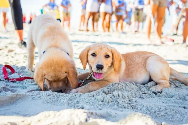 Are dogs allowed in carolina beach? heres where the top pet-friendly beaches are in North Carolina