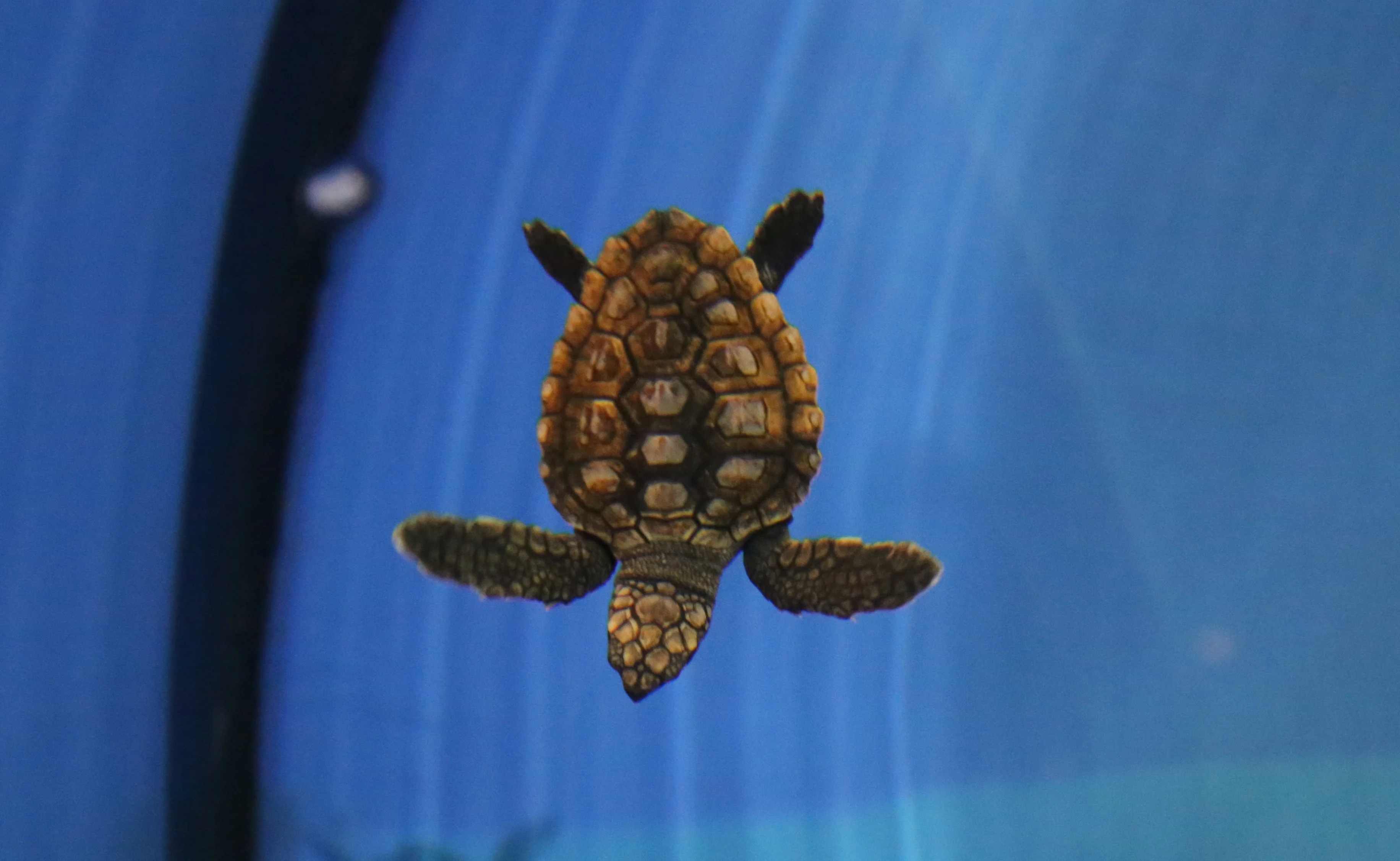 Green Sea Turtle Atleta Hatchling First Day - North Carolina Aquarium at Fort Fisher - North Carolina Beach Vacation Cottages to Rent