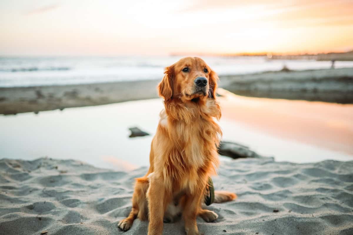 Carolina Beach is a beautiful pet-friendly beach in north carolina