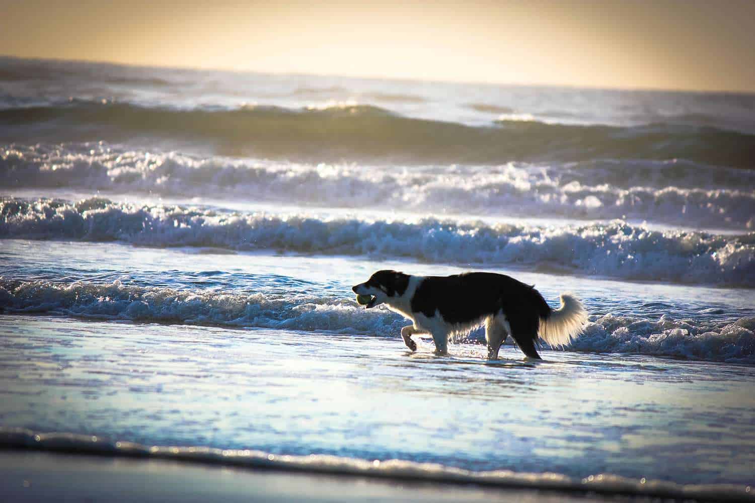 Dog friendly carolina beach all year find a pet-friendly vacation rental unit in carolina beach north carolina cottages