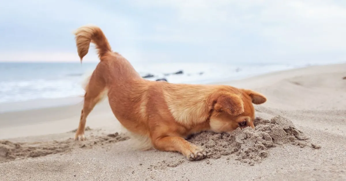 Dog plays in the sand on pet-friendly dog-friendly Carolina Beach