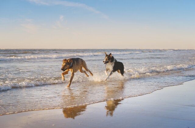 Dogs play in the water in carolina beach north carolina - find a pet-friendly place to stay in carolina beach