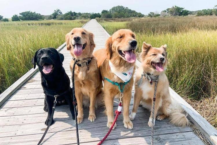 Hike-the-beach-and-trails-with-your-pup-in-Fort-Fisher-North-Carolina