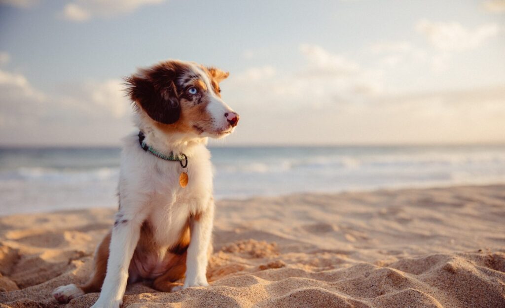 Kure Beach Dog Park is Located in Kure Beach, North Carolina