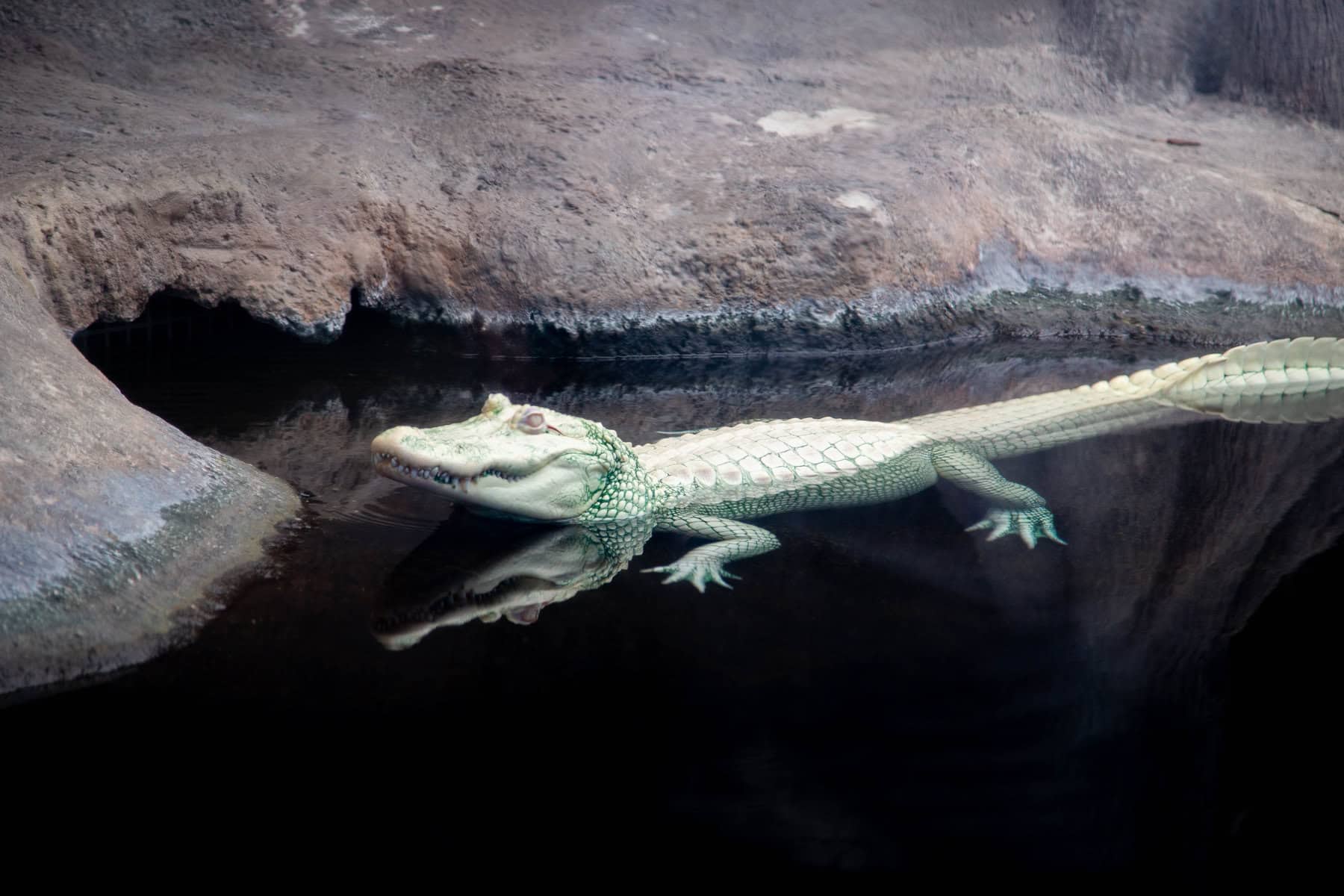 Luna the Albino Aligator at the NC Aquarium at Fort Fisher - North Carolina Beach Vacation Cottages for Rent