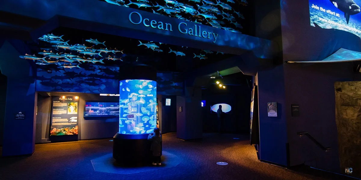 North Carolina Aquarium at Fort Fisher Ocean Gallery - North Carolina Cottages and Vacation Homes