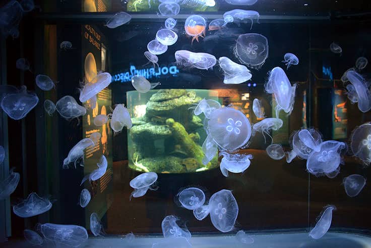 North Carolina Aquarium at Forth Fisher Jellies - Looking for a place to stay in Carolina Beach, NC?