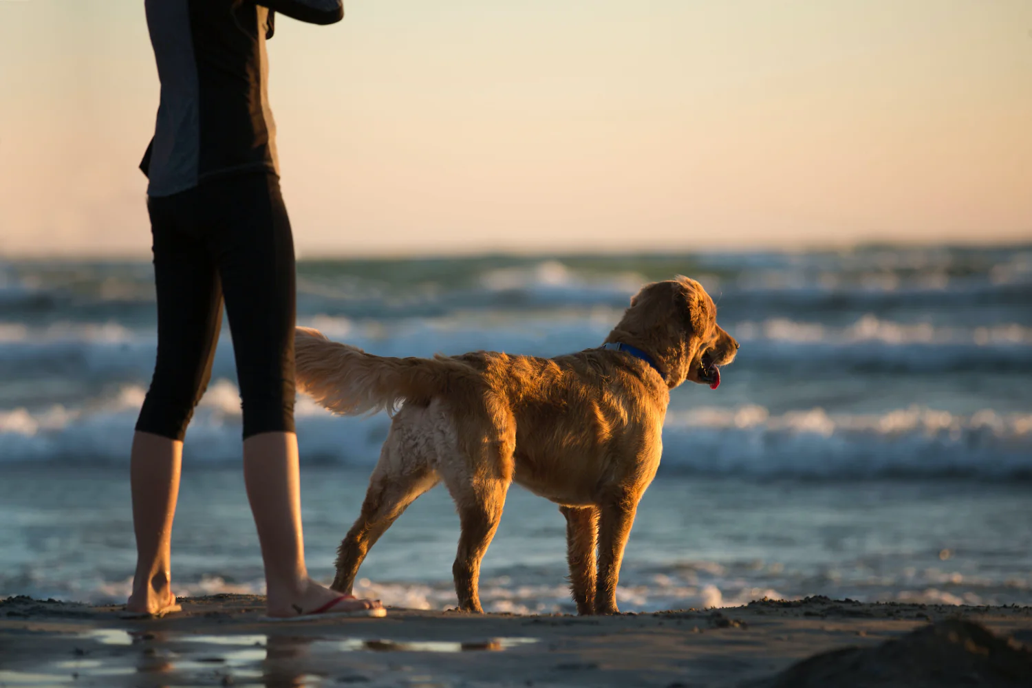 Pet Friendly beaches in Carolina Beach Kure Beach Fort Fisher Wilmington North Carolina Find a pet-friendly vacation rental cottage in Carolina Beach