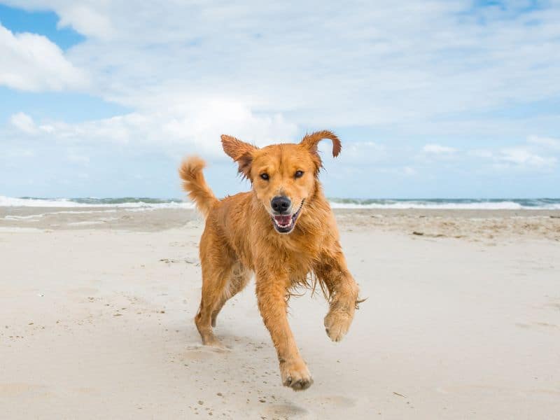 Carolina Beach and Kure Beach Pet-Friendly Rentals