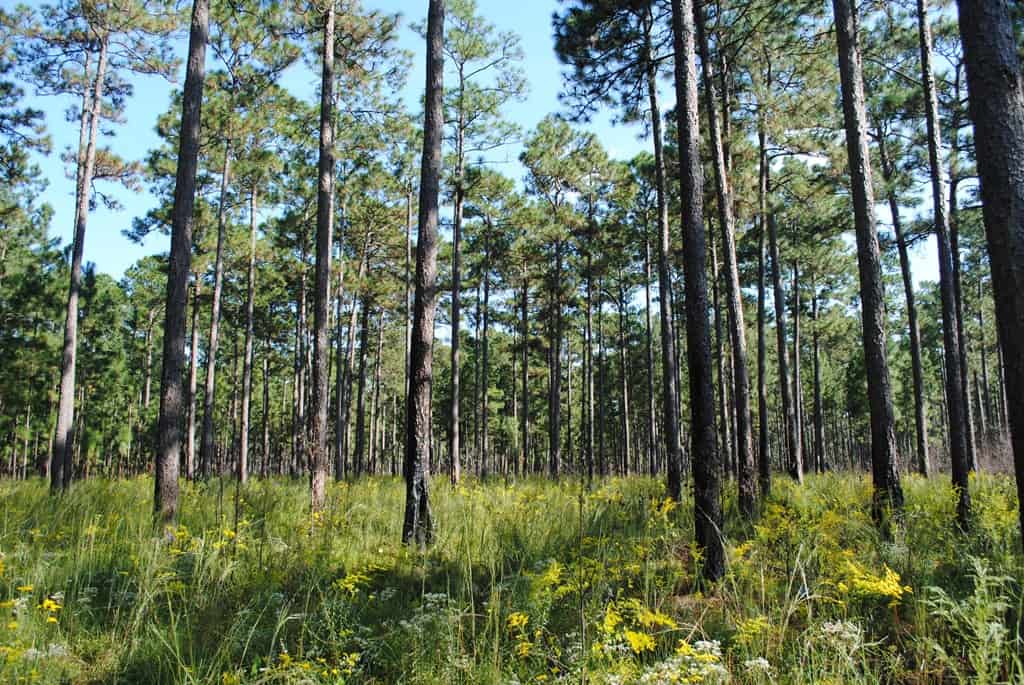 Longleaf Pine and Savanna Pine Forests in the Carolina Beach State Park - Go Hiking in Carolina Beach