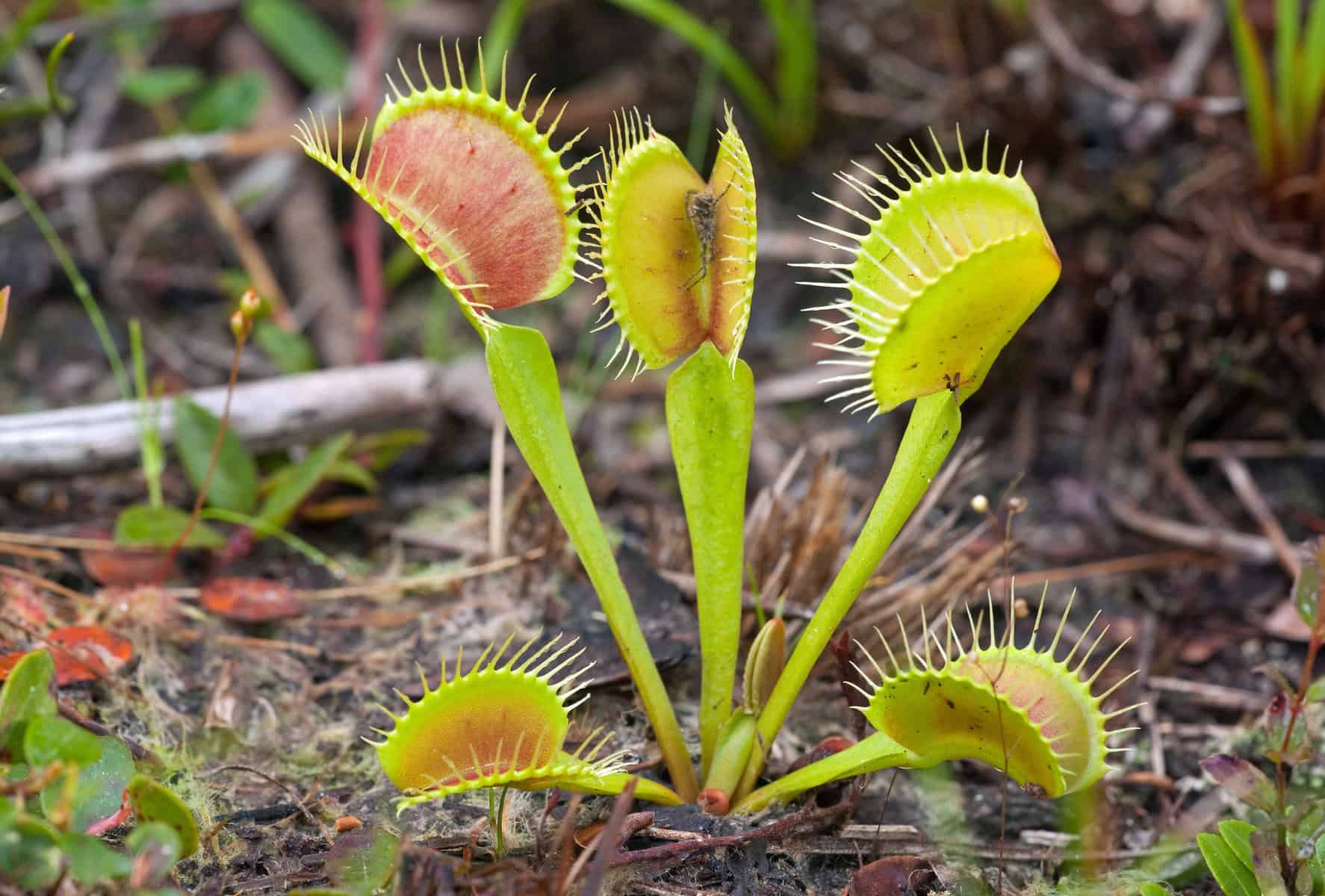 Venus Flytraps spotted in the Carolina Beach State Park