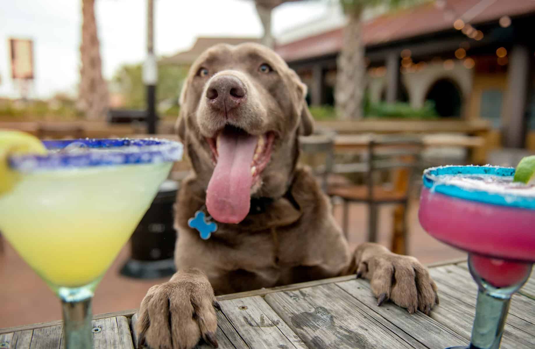 Pet Friendly Outdoor Seating Restaurants in Carolina Beach - K38 Baja Grill Carolina Beach