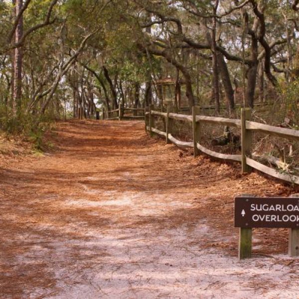 Carolina Beach State Park Sugarloaf Trail Overlook - Things to Do in Carolina Beach