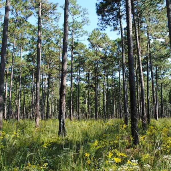 Longleaf Pine and Savanna Pine Forests in the Carolina Beach State Park - Go Hiking in Carolina Beach