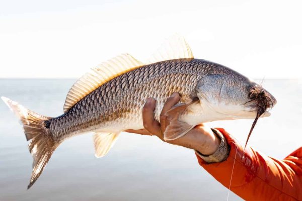 North Carolina Cottages Proudly Partners with Eastern Angling the Best Inshore Fishing Guides in Carolina Beach