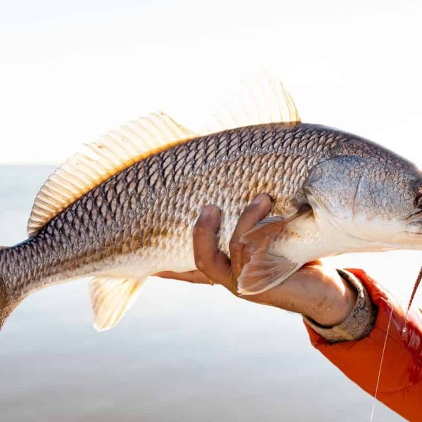 North Carolina Cottages Proudly Partners with Eastern Angling the Best Inshore Fishing Guides in Carolina Beach